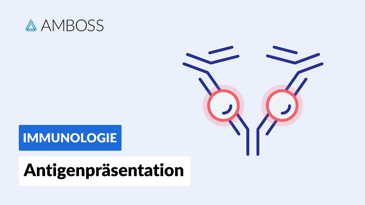Antigenpräsentation - Biochemie - AMBOSS Video