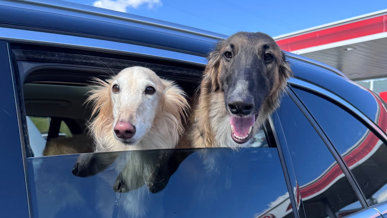 bad vlog: long drives for long dogs