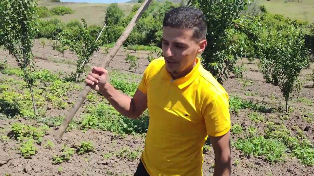 برنامج تسميد  مقترح لتحجيم ثمار البرقوق 🫐🌿🌳