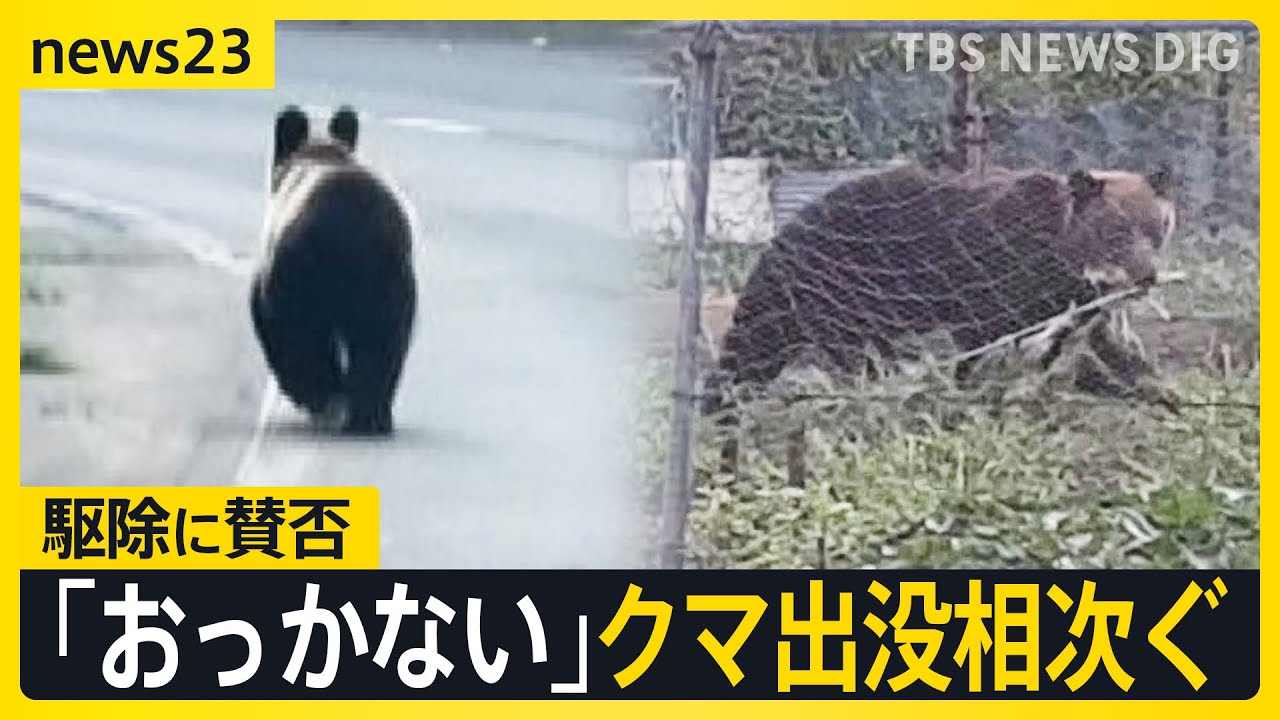 相次ぐクマ出没！今年度すでに全国55人が被害　“おっかない”住民からは不安の声…クマの駆除「賛成」or「反対」 そして人間との共存は？【news23】｜TBS NEWS DIG