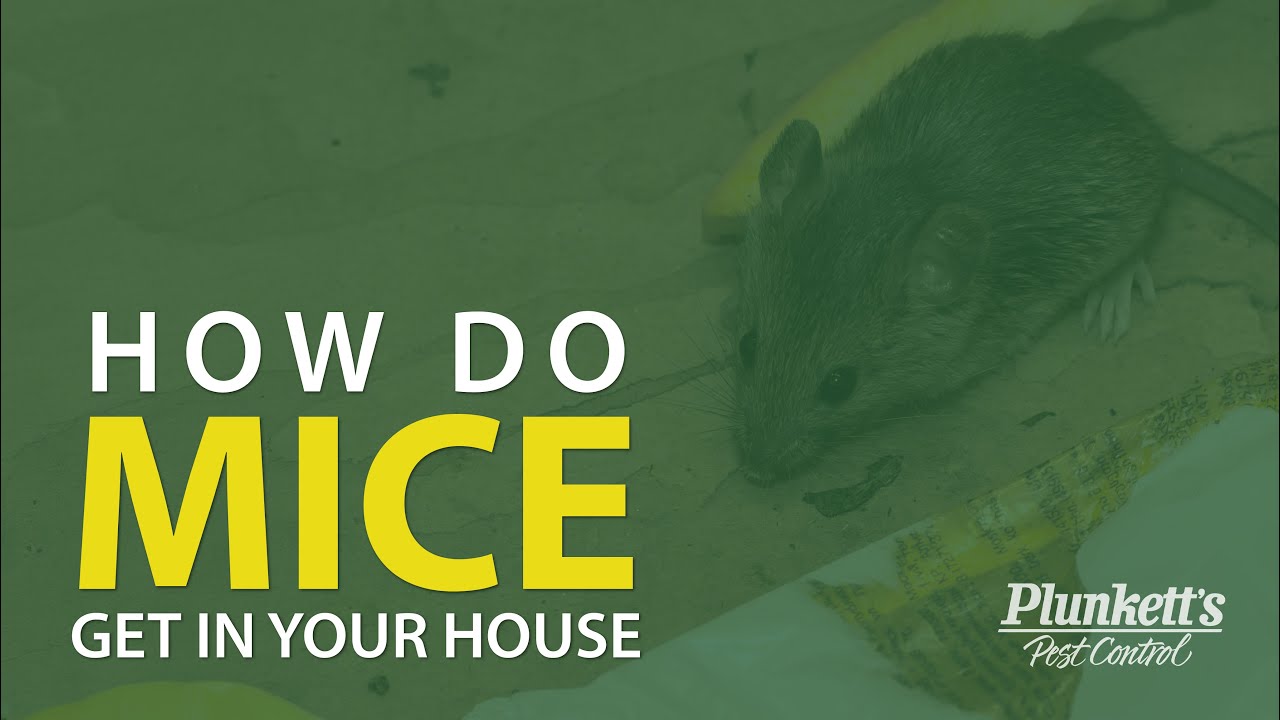 How Do Mice Get in Your House?