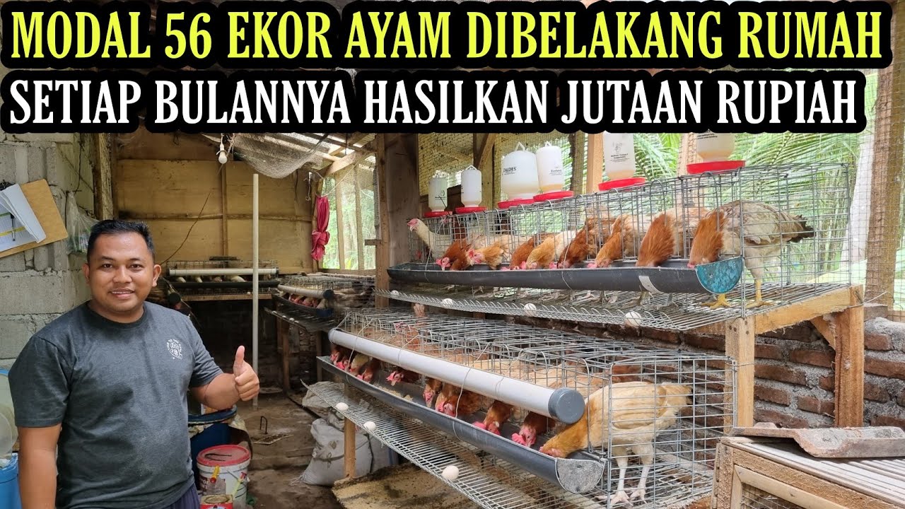 KEREN!! POLISI INI SUKSES TERNAK AYAM KAMPUNG PETELUR SKALA RUMAHAN💯
