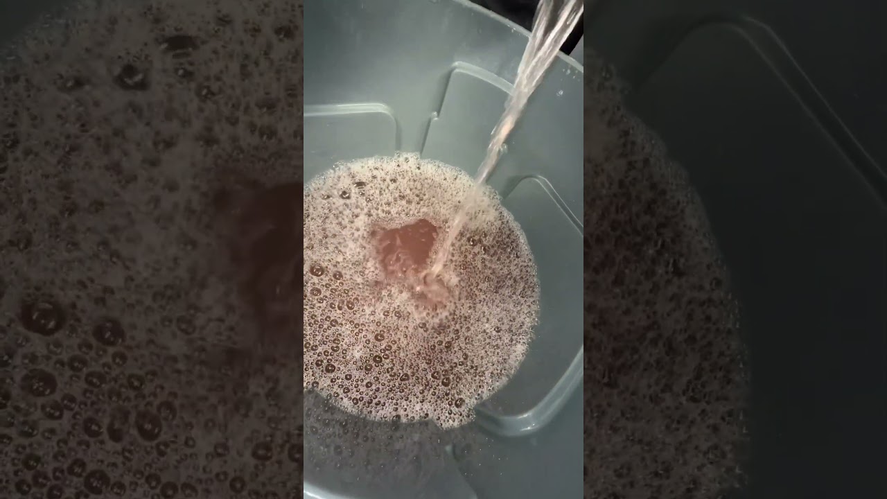 How to extract Grape Gas Strain @smokingbaba #smoke #gaja #smoker #how
