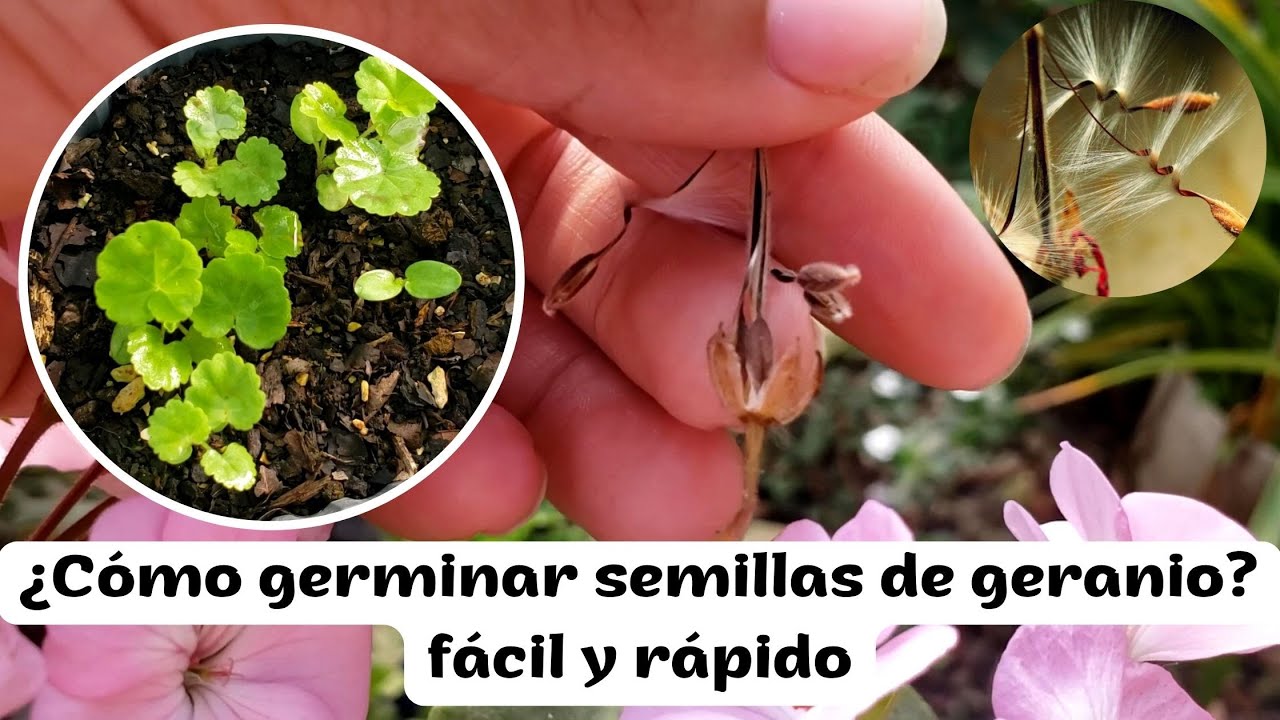 Semillas del geranio, la forma mas fácil, rápido y 100% eficaz de germinar.