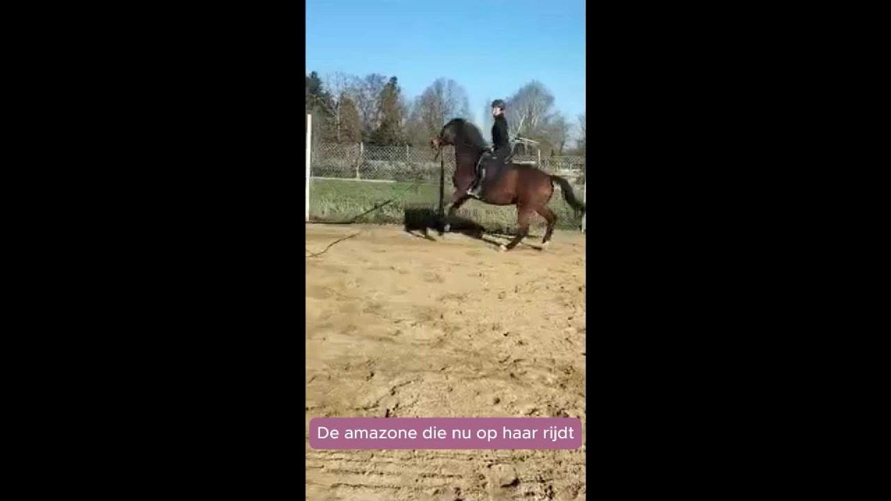 Paard Staakt Door Spanning en Disbalans - Zo Herstel je Balans & Ontspanning