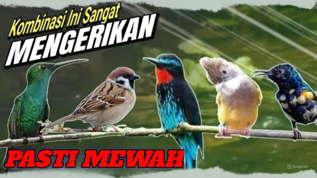 MASTERAN BURUNG PALING DICARI ‼️ Sekali Putar, Mental Naik & Cepat Gacor