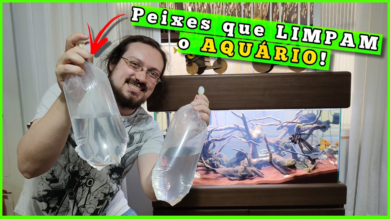 Coloquei um Peixe que limpa ALGAS no Aquário de BANDEIRAS!