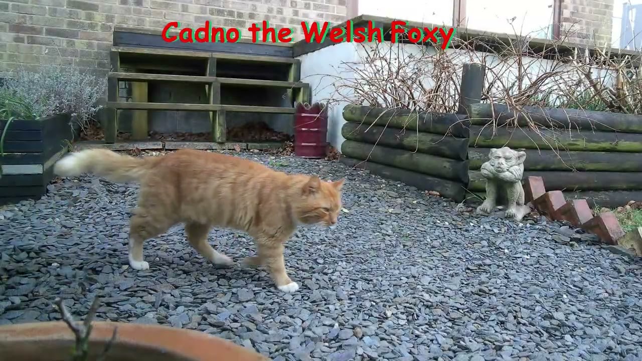 Cadno the Fox 17 Feb 2026 #fox #foxes #Uk #Wales #FoxCubs #urbanwildlife #foxes #coyote