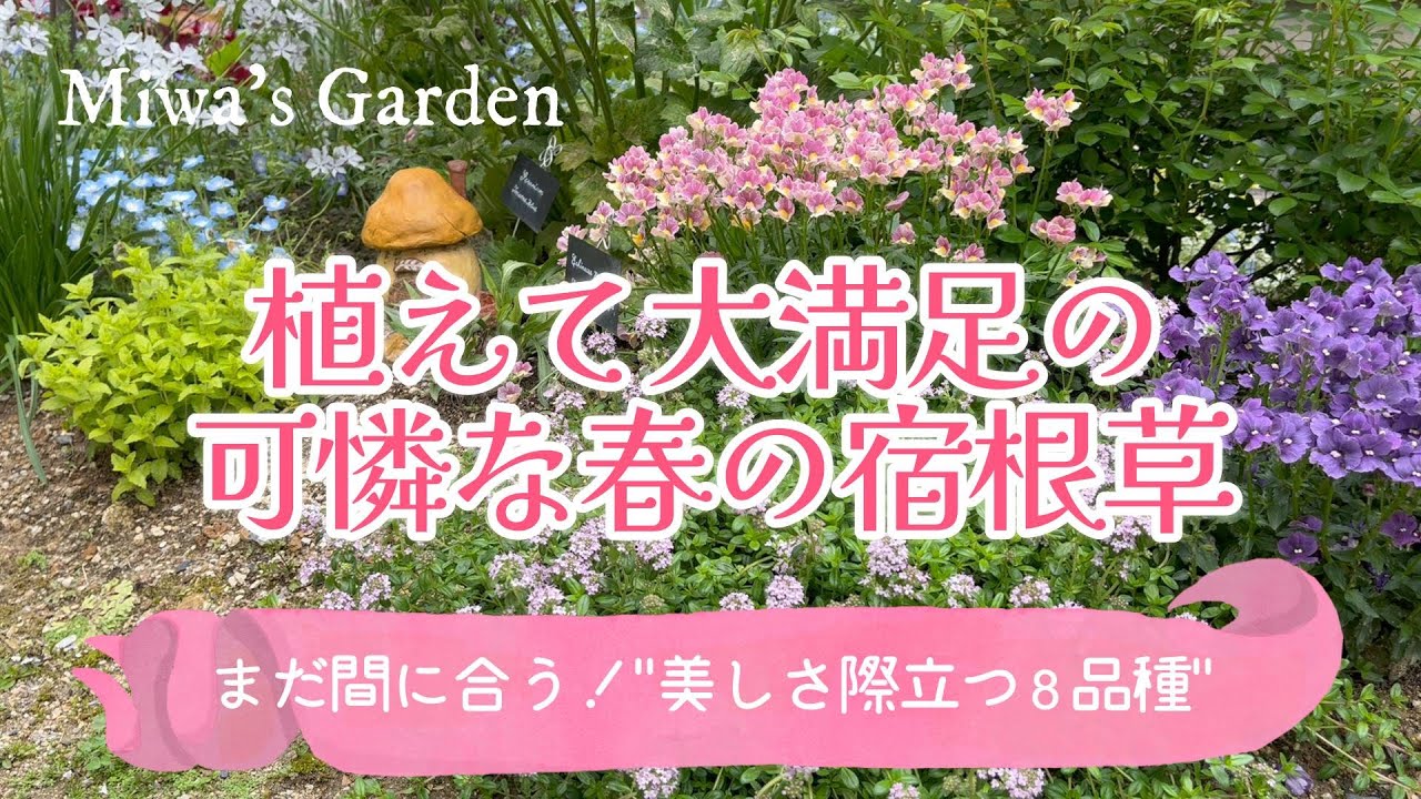 【おすすめ春の宿根草🌸植えて大満足８選】可憐で美しい草花🌿庭がグンとおしゃれになる庭づくり/ガーデニング＊ナチュラルガーデン