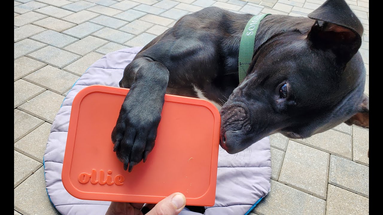 Healthy Dog Food Delivered To Your Door | My Ollie Review