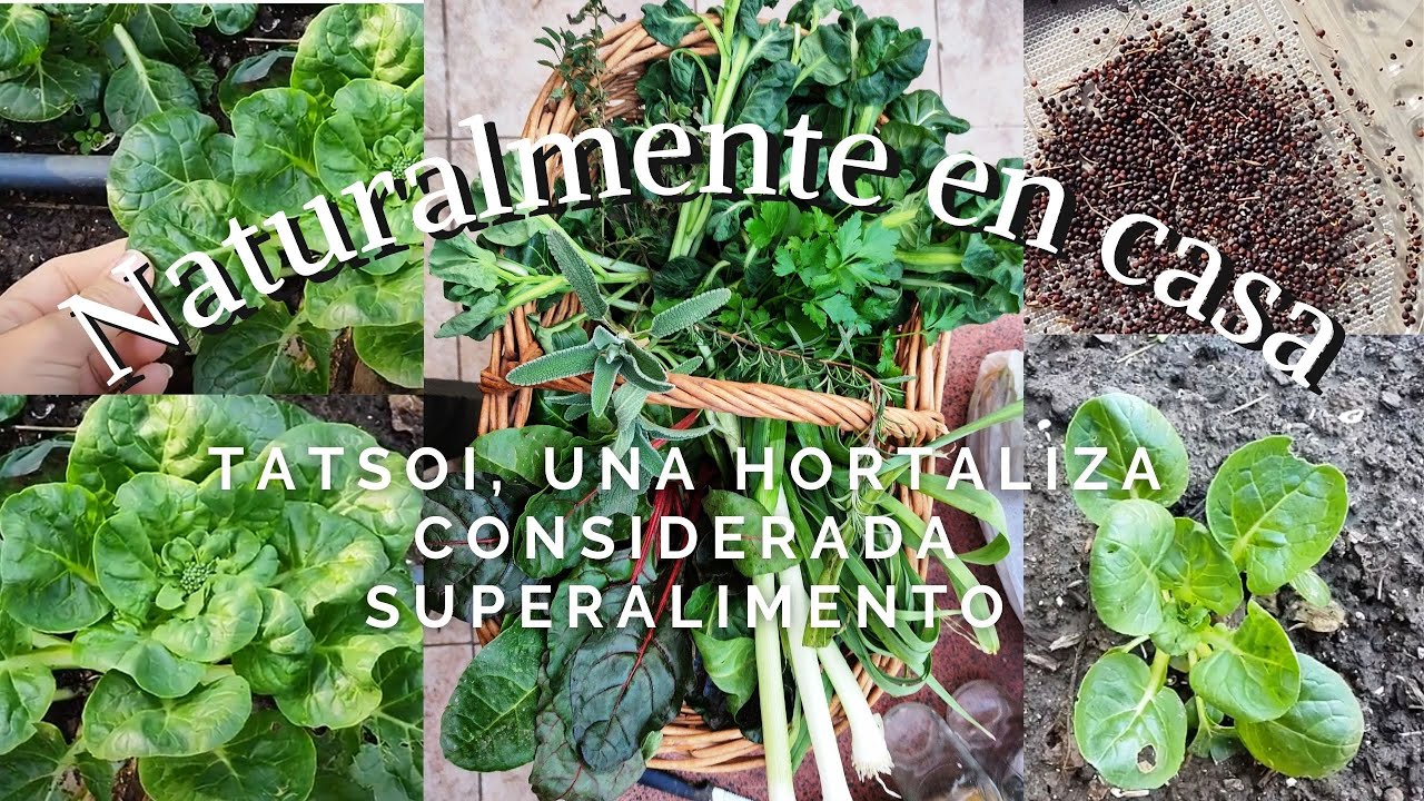 Huerta  Tatsoi, una hortaliza considerada superalimento