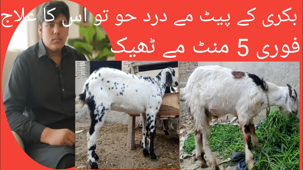 bakri kay pait ma dard ka ilaj treatment for stomuch pain