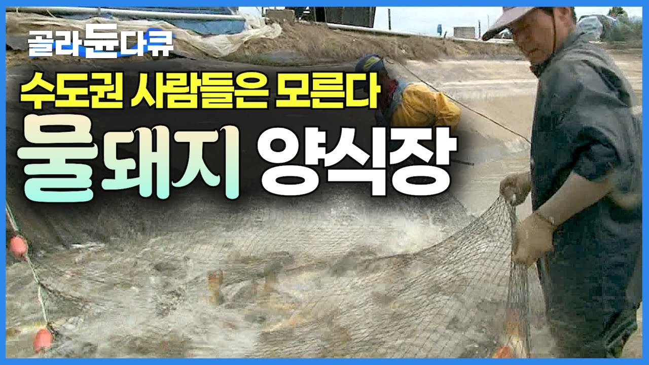 흙탕물에서 꺼내 먹는 민물고기 회 괜찮을까? 중독적인 맛 때문에 한번 먹어본 사람은 또 먹는다는 물돼지 양식장｜수도권 사람들은 모르는 수입 외래종 물고기｜극한직업｜#골라듄다큐