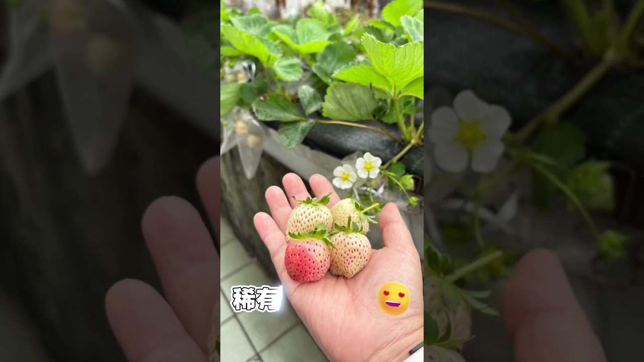2025-10～2026/1草莓的故事