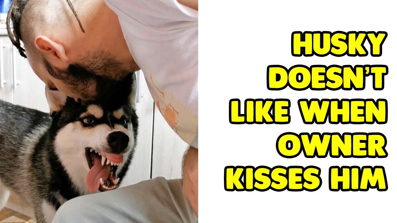 Husky Doesn't Like When His Owner Kisses Him