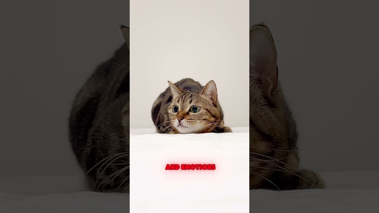 Real Meanings Behind 9 Strange Cat Behaviors Explained PART 3