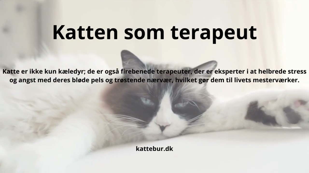 Katte fakta tv 19