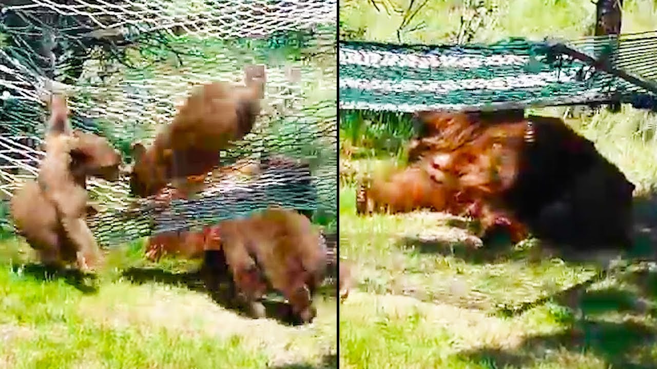 Ozzy Man Reviews: Bears vs Hammock