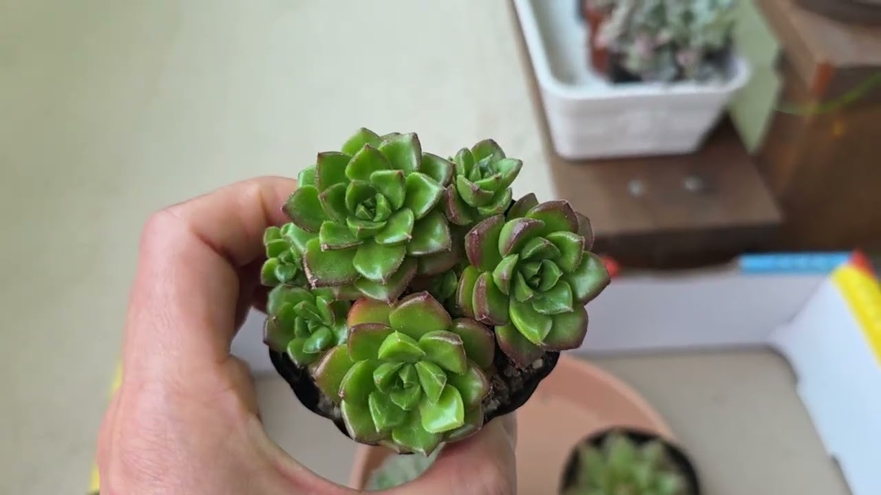 다이소에는 정말 다있다육~  이처넌밖에 안하넹..우와