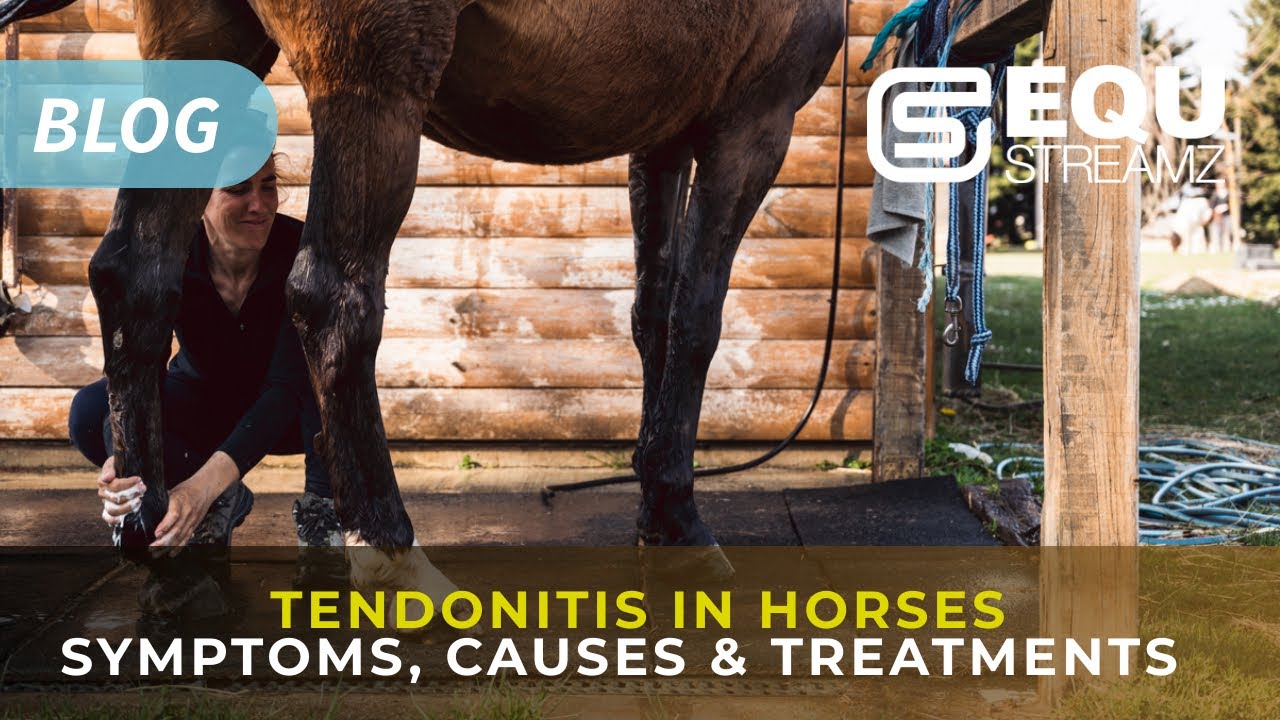 Tendonitis in horses | Symptoms, Causes & Treatments | EQU StreamZ Magnetic Horse Bands Blog Article