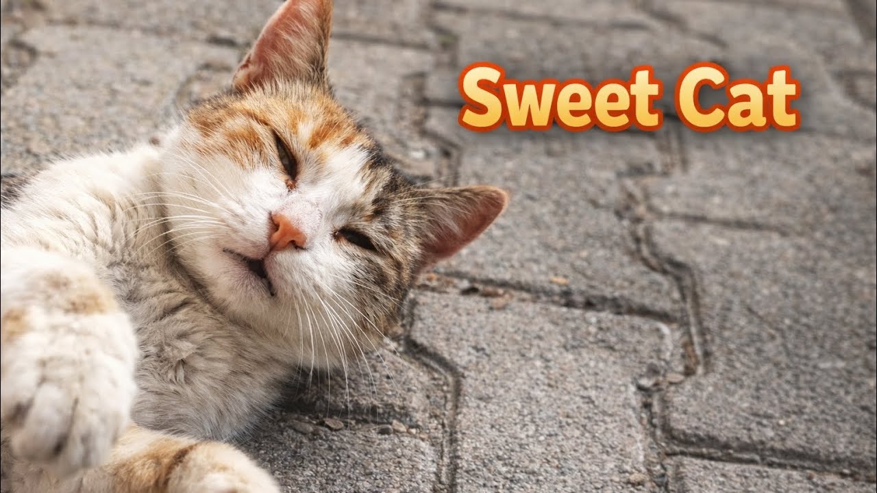 Sweet Street Cat Rolling in the Sun & Feeding Time ☀️🐱