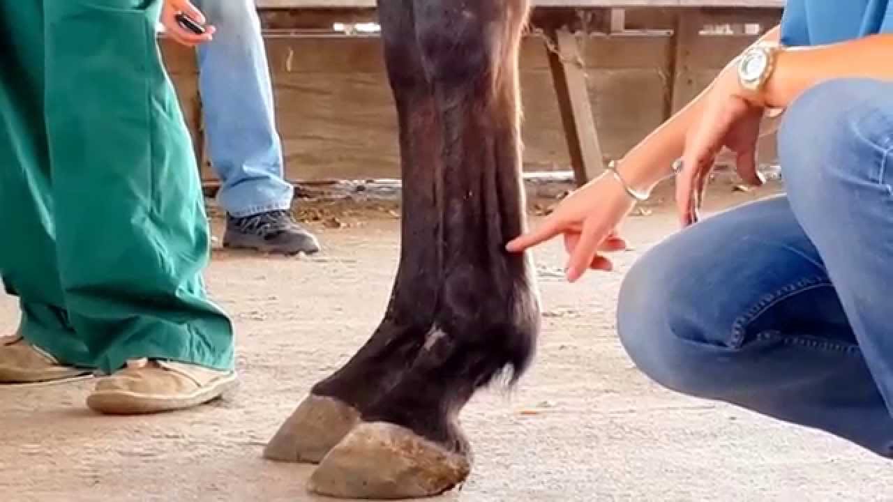 bloqueos nervios equino patologia quirurgica