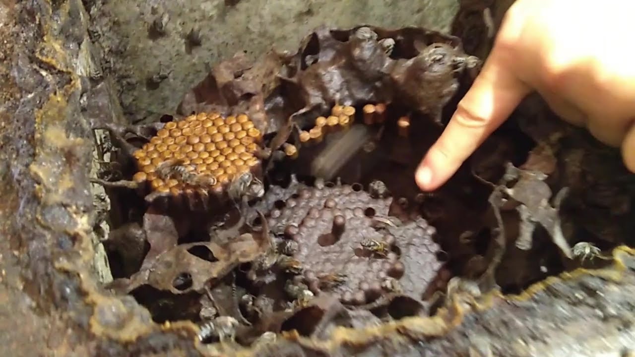 Conhecendo a ABELHA tiúba (Melipona fasciculata) no Maranhão