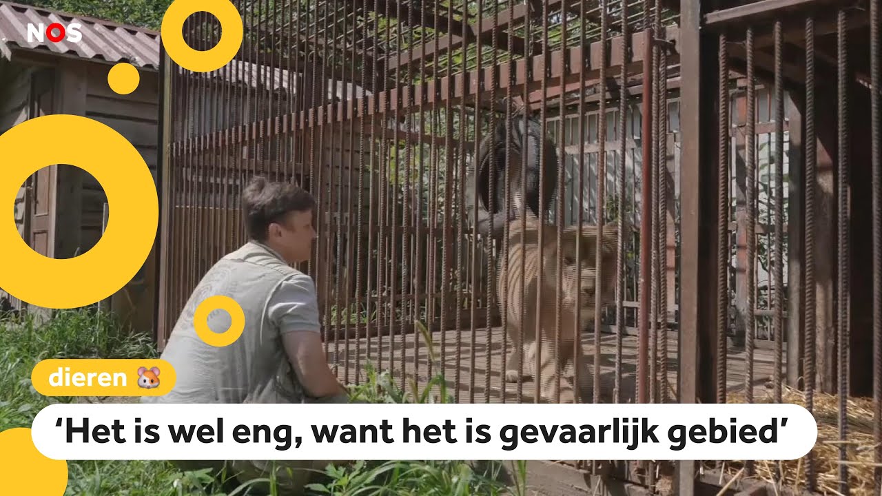 Oekra&iuml;ense vrouw redt dieren uit oorlogsgebied