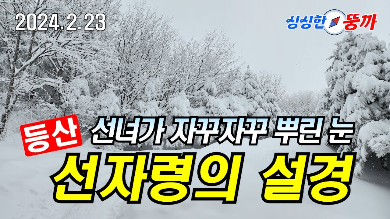 [선자령] 선자령 설경 : 선녀가 자꾸자꾸 뿌린 눈 ❄️