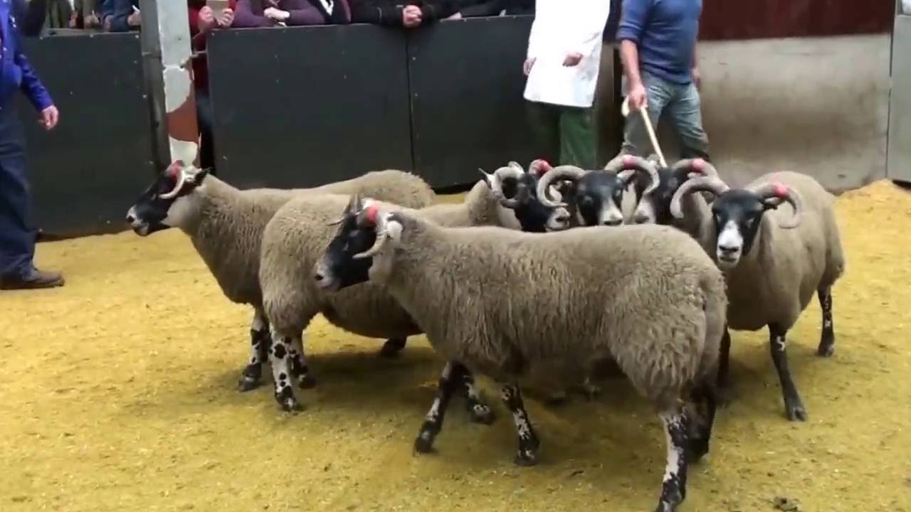 Nunnerie Gimmers