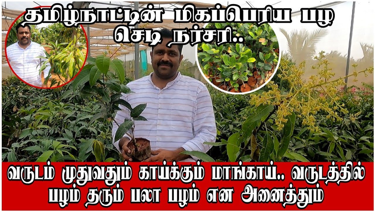 ஒரே வருடத்தில் பழம் / Early Bird Plant Nursery #விவசாயம்காப்போம்