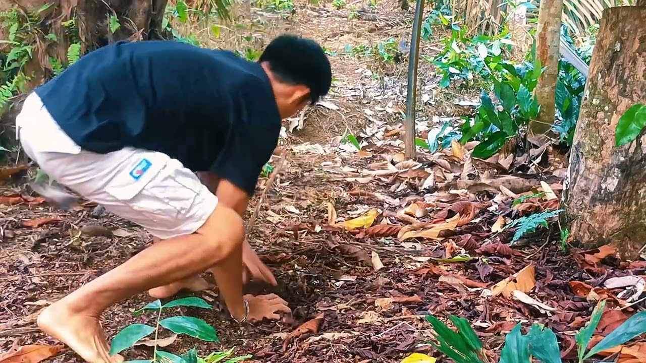 Pikat cengkram si TOGEL di kroyok sama BL bapak sama anak tunggal yg super ganas #pikatcengkram