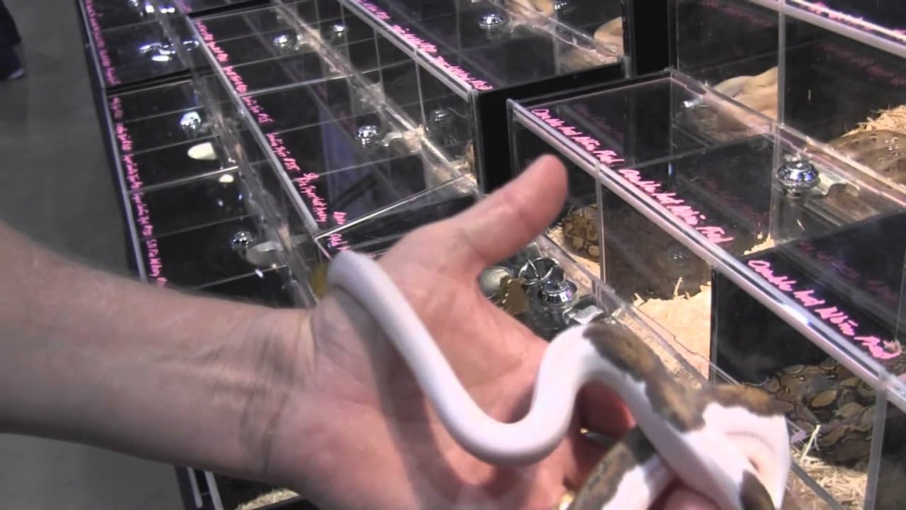 LLLReptile tour of Bob Clark's Booth at NARBC Arlington