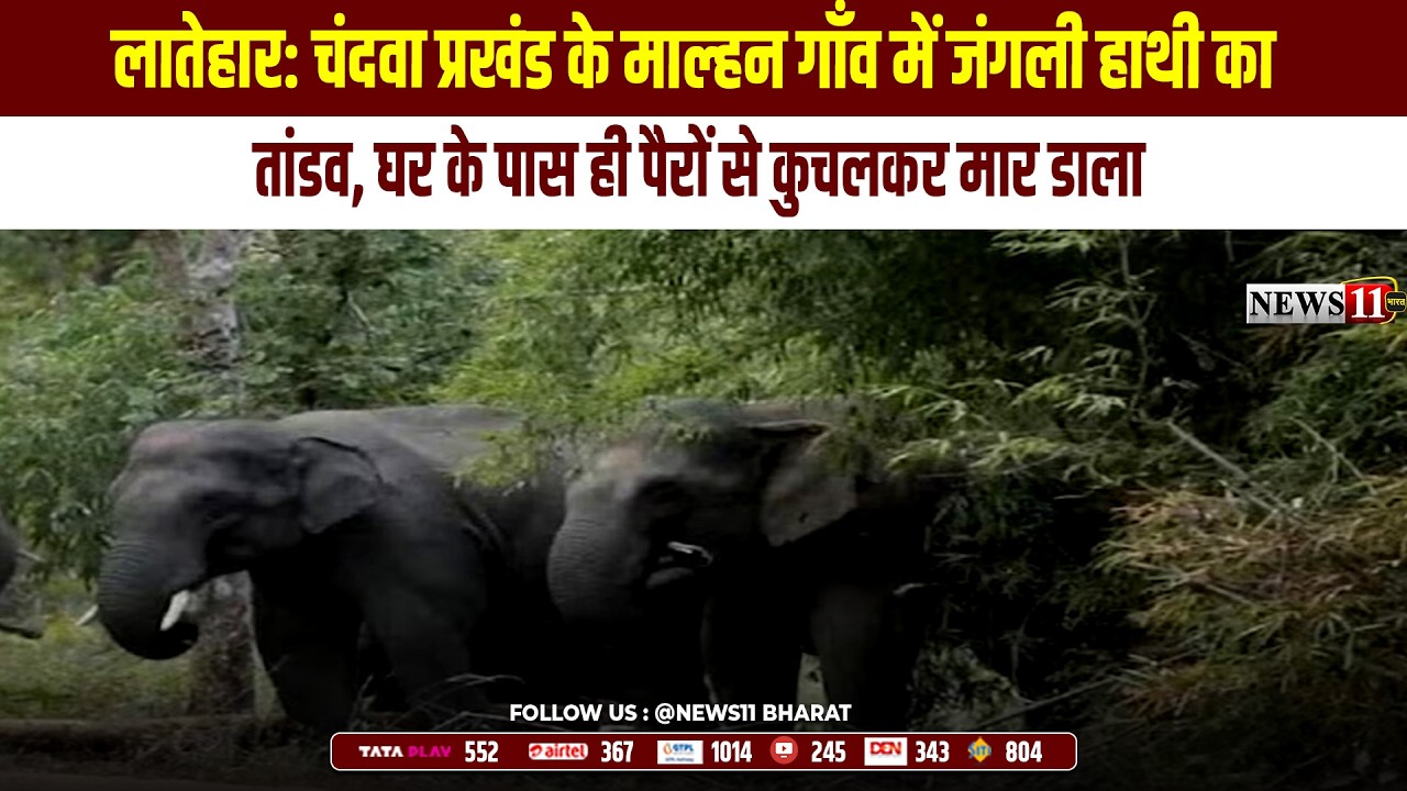 लातेहार: चंदवा प्रखंड के माल्हन गाँव में जंगली हाथी का तांडव, घर के पास ही पैरों से कुचलकर मार डाला
