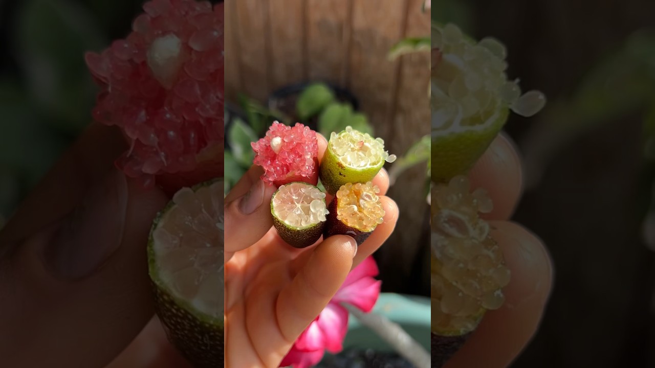 Fingerlime varieties! (Florida vs California)