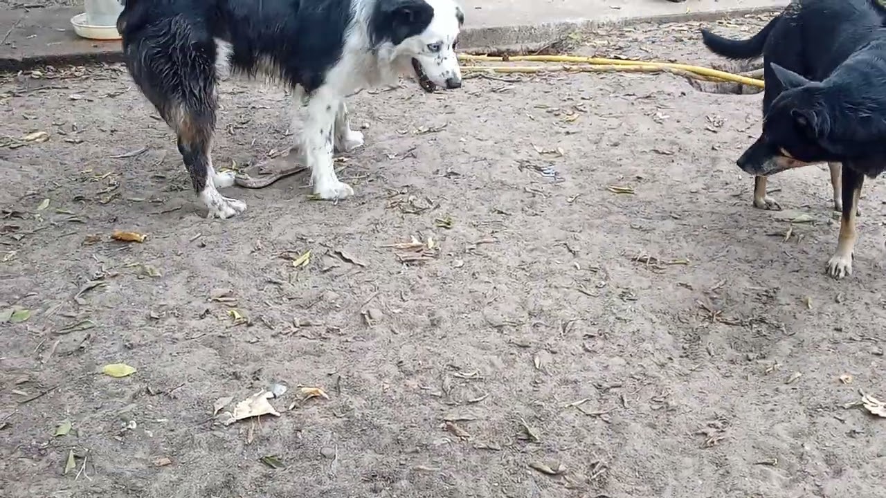 Cappy Chino Pupper plays with, then eats turkey egg Aussie Shepherd #puppy #dogs