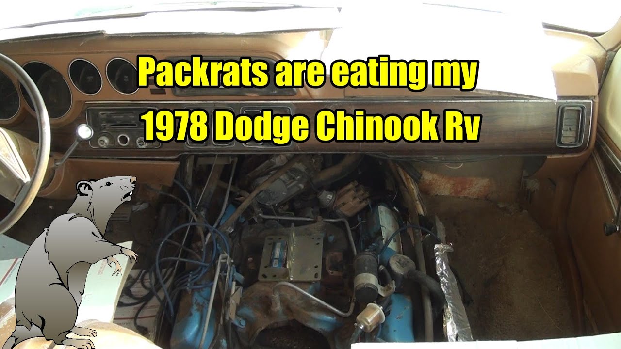 Packrats Are Eating MY 1978 Dodge Chinook RV