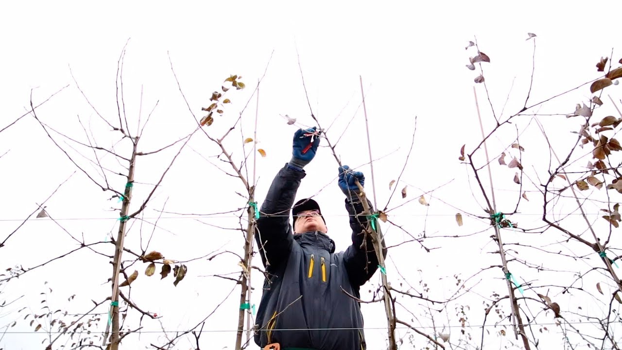 Learn how to prune Cosmic Crisp with Stefano Musacchi