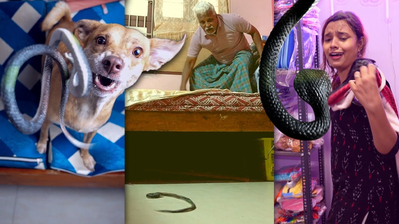 🐍 SNAKE PRANK on FAMILY 😂🔥| Ellarukum Semma Bayam! 😱😜