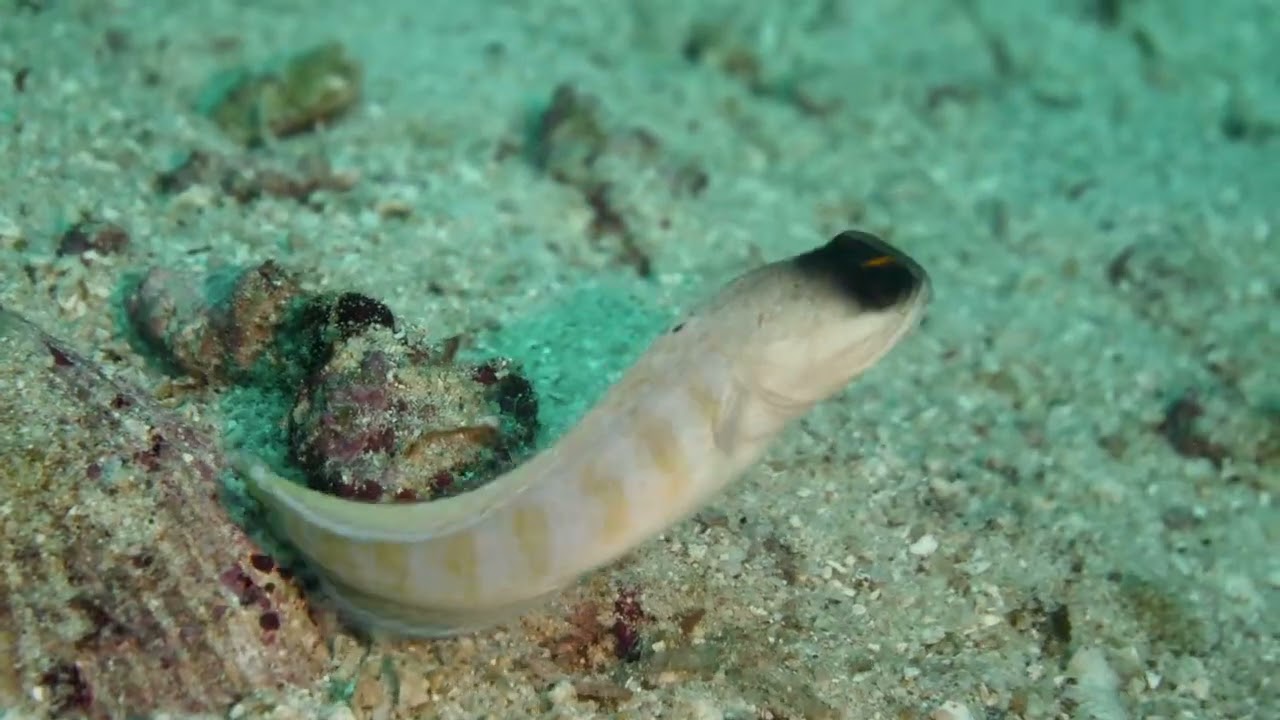 Dive Site 