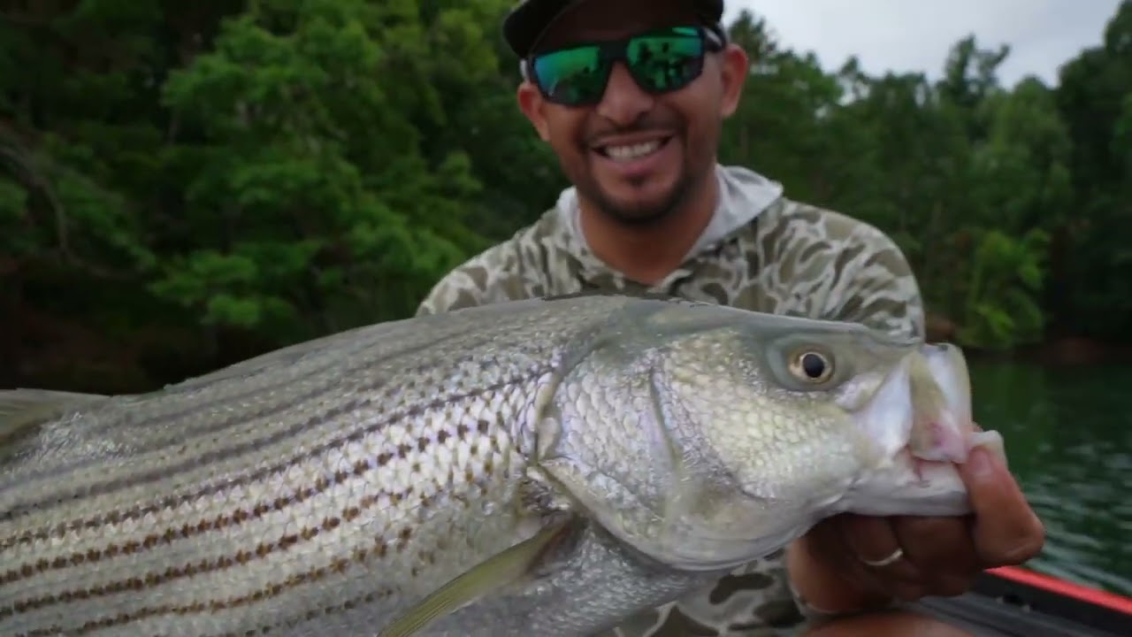 Captura Y Cocina De Striped Bass Gigante