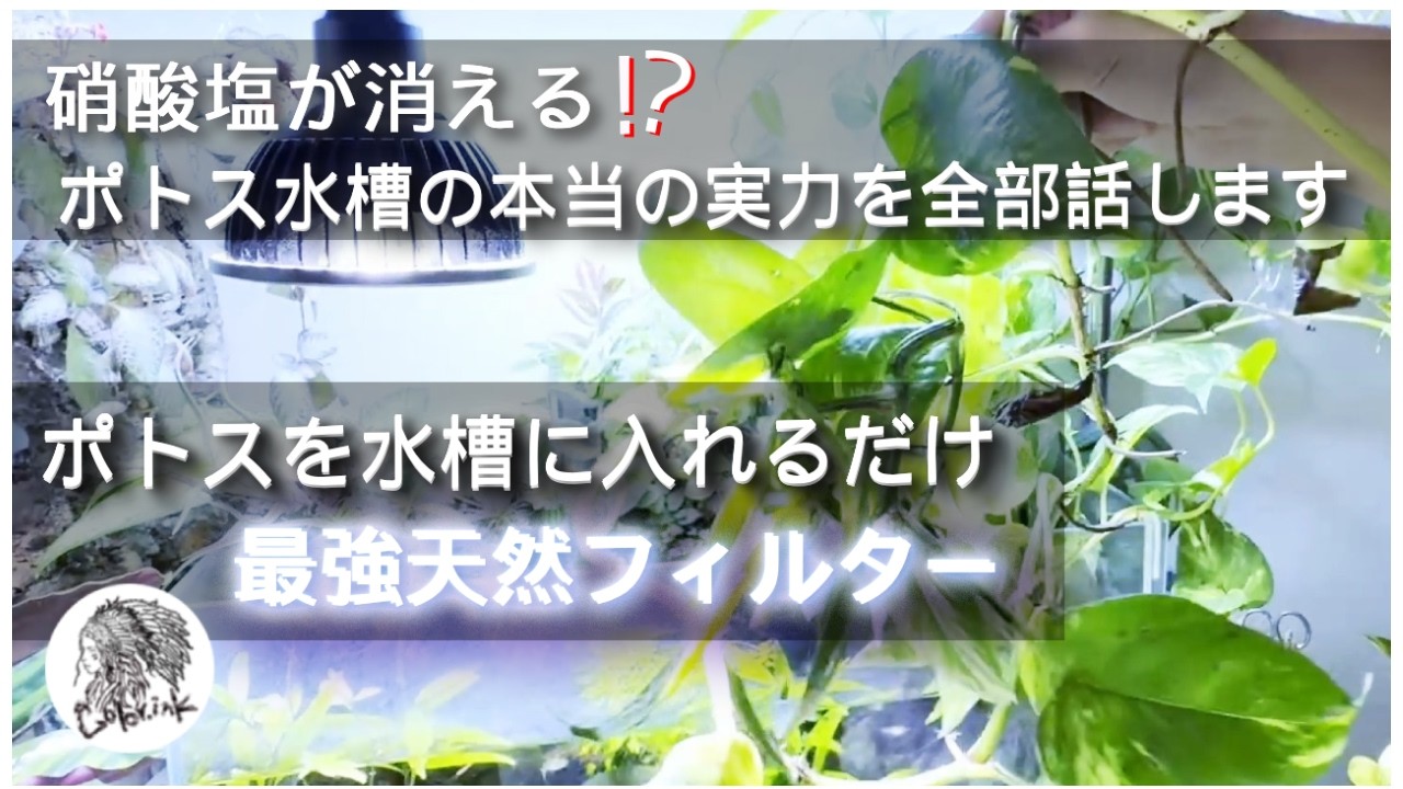 ポトスを水槽に入れるだけ最強天然フィルター！「硝酸塩」が消える！？ポトス水槽の本当の実力を全部話します【観葉植物とアクア】