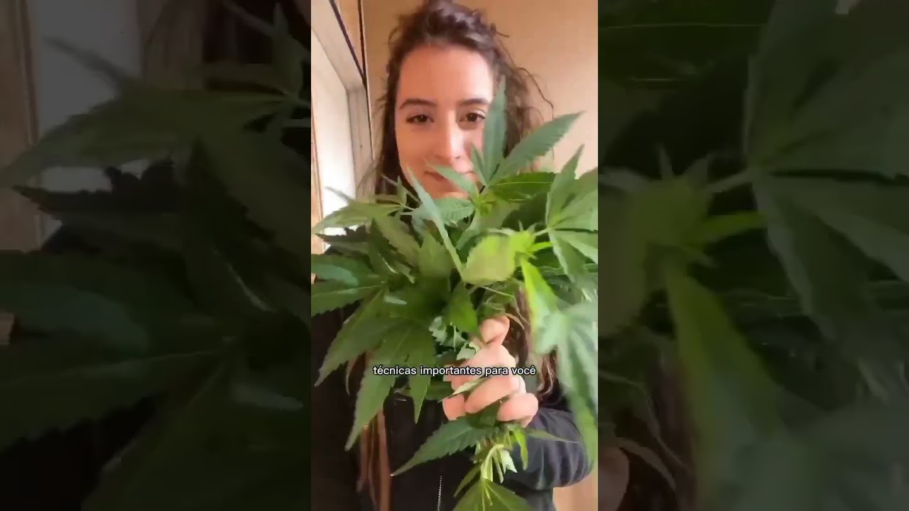 Como fazer clonagem de sementes  #girlsingreen #redu&ccedil;&atilde;odedanos #cultivo #cannabis