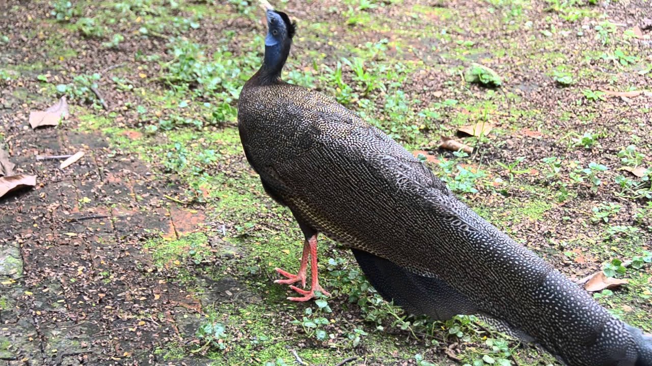Great Argus Pheasant call in Malaysia