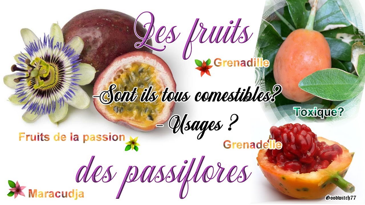 Les fruits des passiflores sont ils tous comestibles? passiflora incarnata / edulis / caerulea