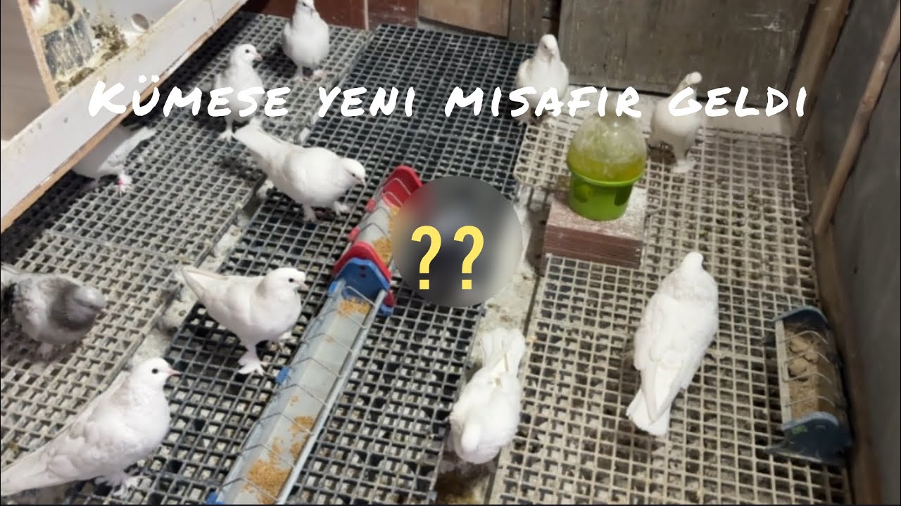 Kümese yeni misafir geldi! 🤔 Yeni salma yaptık! 💪| Kümes Vlog