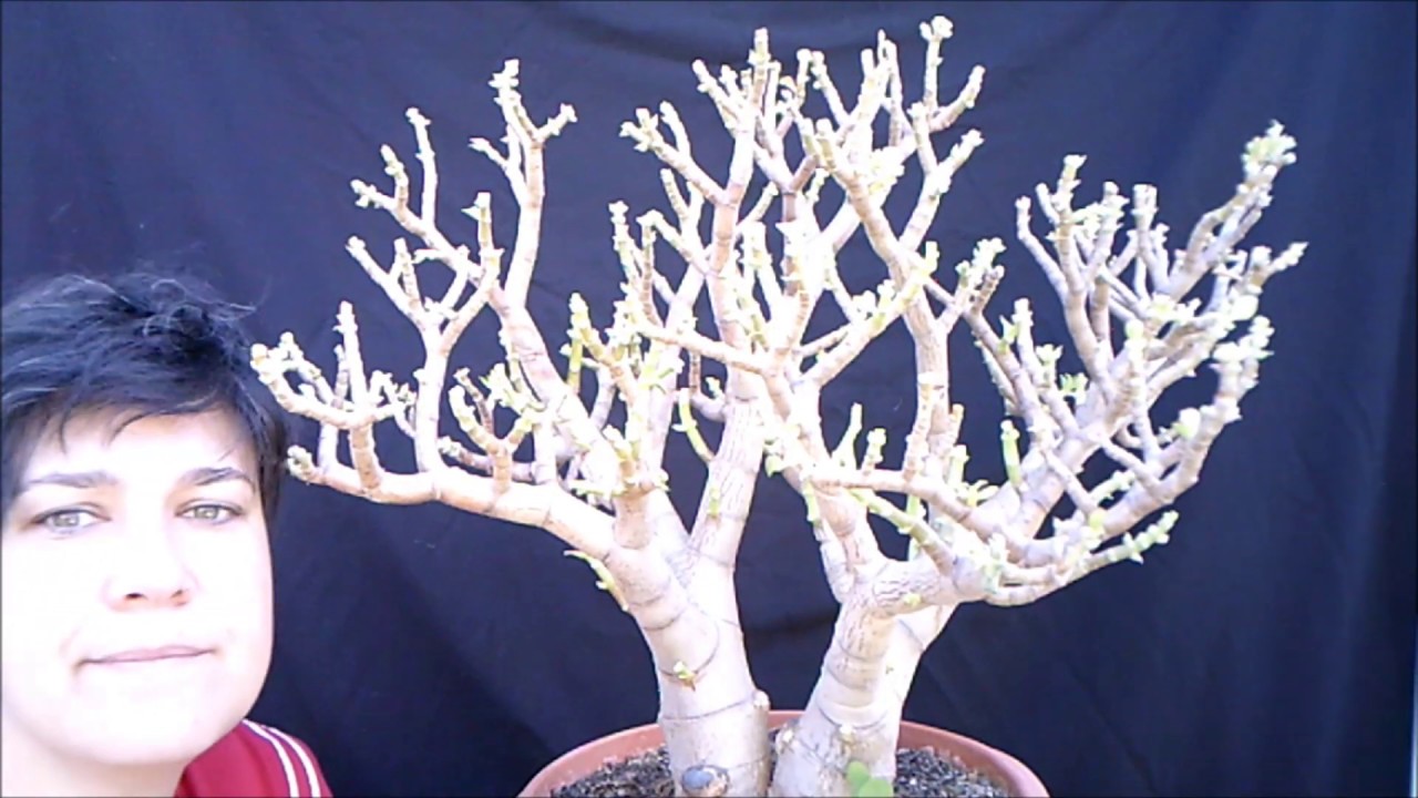 DIY defoliado y transplante de Crassula Ovata o arbol de Jade.