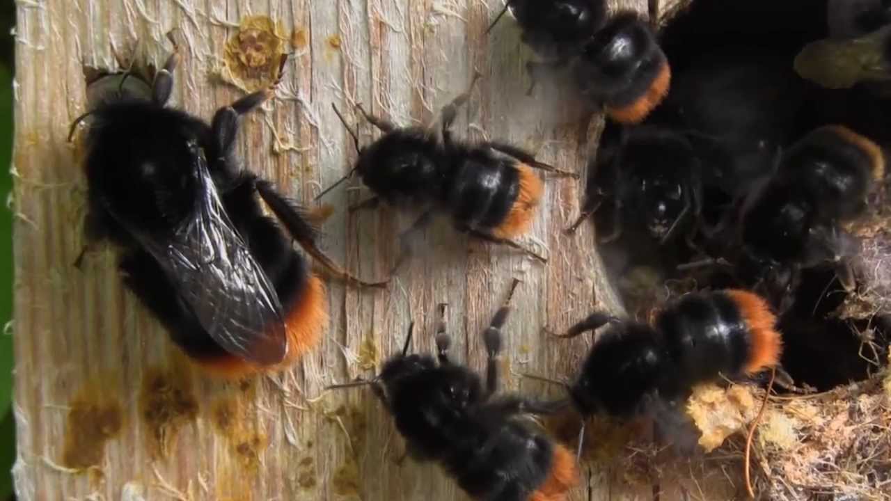Red tailed Bumblebees Nest