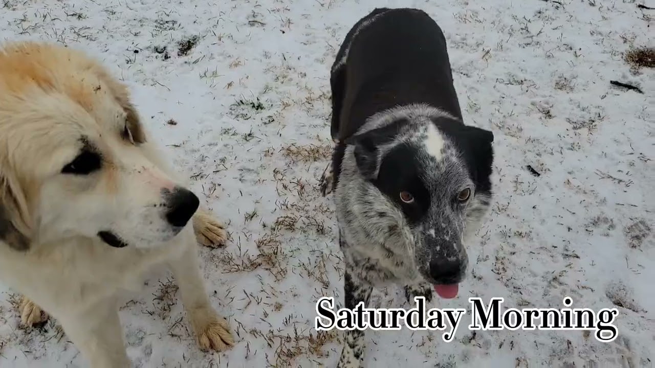 SNOW STORM? | PART 2| Noah's Ark, Sleet and More...