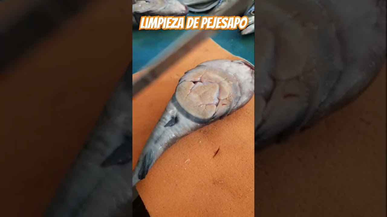 Como se limpia el pejesapo #fish #fishing #pejesapo